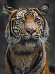 Sumatran tiger