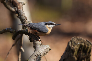 Sittelle torchepot (Sitta europaea)