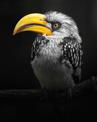 Fototapeta premium Eastern yellow-billed hornbill