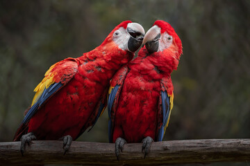Scarlet macaw