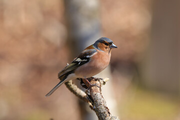 Pinson des arbres (Fringilla coelebs)