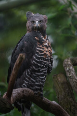 Crowned eagle