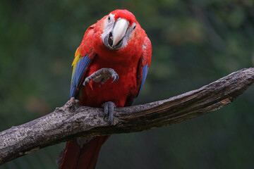 Scarlet macaw