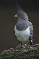 White-bellied go-away-bird