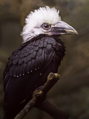 White-crested hornbill