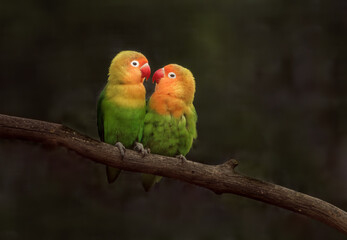 Fischer's lovebird
