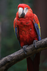 Scarlet macaw