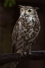 Great horned owl