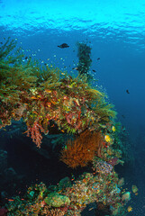 Naklejka na ściany i meble Coral reef South Pacific, Liberty Wreck