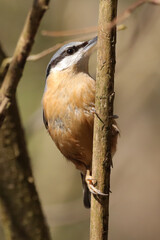 Sittelle torchepot (Sitta europaea)