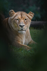 Fototapeta na wymiar Katanga Lion
