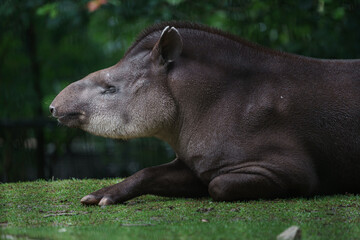 South American tapir