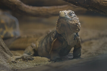 Cuban rock iguana