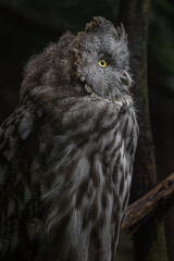 Great grey owl