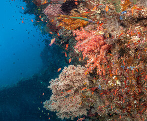 Fototapeta na wymiar Coral reef South Pacific, Liberty Wreck