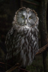 Great grey owl