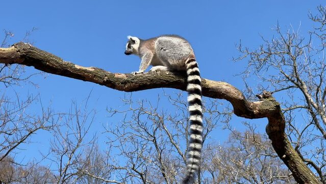 Ring-tailed lemur. Cute and funny lemurs against the blue sky. Stock video clip. 4K