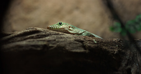 Standing's day gecko