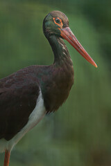 Black stork