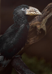 Piping hornbill