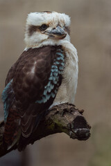 Laughing kookaburra