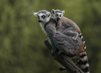Ring-tailed lemur