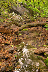 Fototapeta premium Central Park in spring