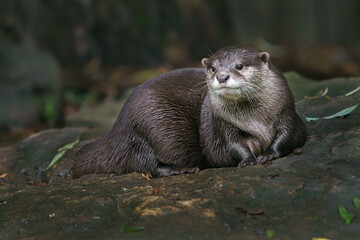 Asian small-clawed otter