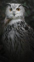 Eurasian eagle-owl