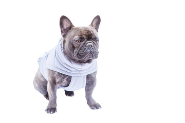 French bulldog isolate on white. A dog in a gray vest.