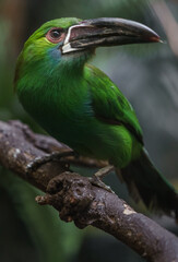 Crimson-rumped toucanet