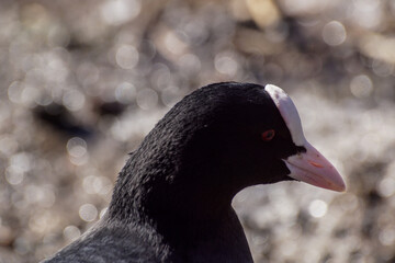 black headed goose