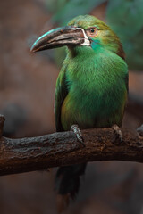 Crimson-rumped toucanet