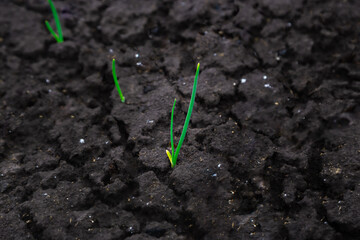 Onion sprout in soil under early spring snow. Garden in spring cold frosty weather. Vegetable kitchen garden seedling.