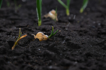 Onion sprout in soil under early spring snow. Garden in spring cold frosty weather. Vegetable kitchen garden seedling.
