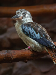 Blue-winged kookaburra