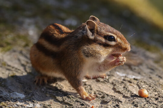 Tamia de Sib&eacute;rie (Eutamias sibiricus)