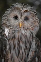 Ural owl