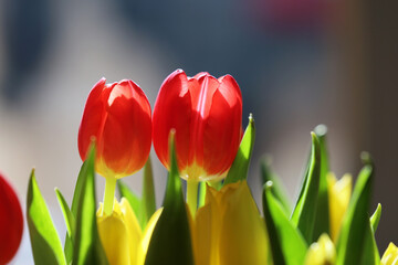 Fototapeta premium Bukiet czerwonych tulipany w szklanym wazonie.