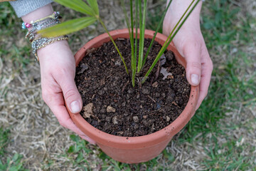 Young woman potting plants in garden. Hands of a girl transplanting a palm tree into a pot in the garden.