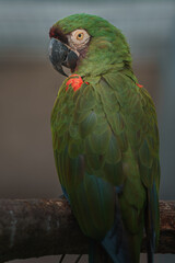 Chestnut-fronted macaw