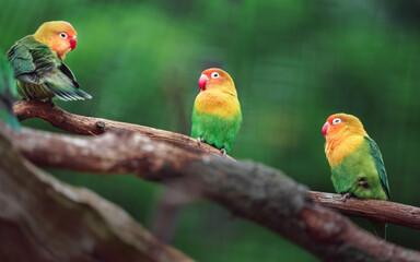 Fischer's lovebird