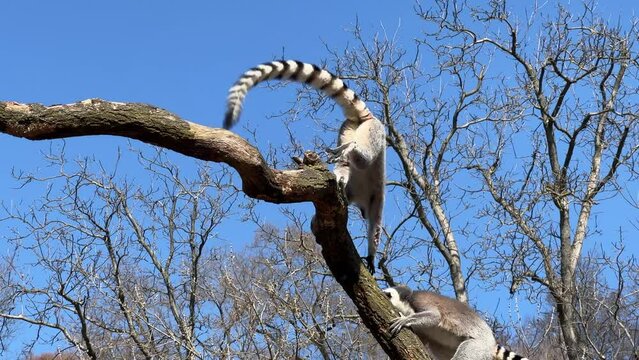 Ring-tailed lemur. Cute and funny lemurs against the blue sky. Stock video clip. 4K