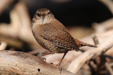 Troglodyte mignon (Troglodytes troglodytes)