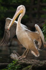 Great white pelican