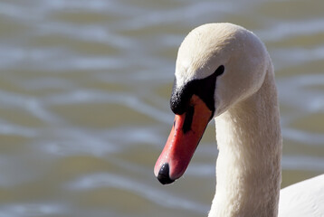 mute swan cygnus olor