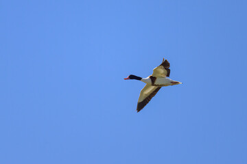 A Common Shelduck flying on a sunny day