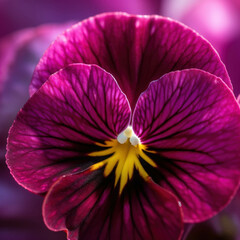 A close up of a bright magenta pansy with its intricate petals on full display. Trendy color of 2023 Viva Magenta.. AI generation.