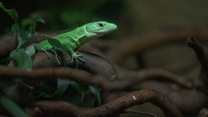 Green keel-bellied lizard
