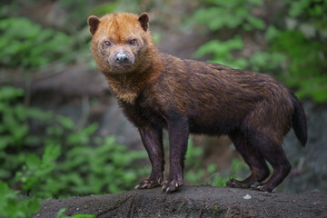 Bush dog